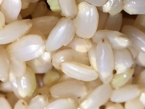 玄米の発芽